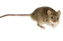 La storia del mouse: dall’idea di Engelbart ai modelli da gaming