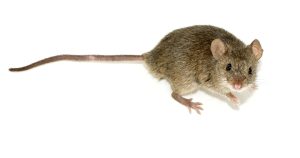 La storia del mouse: dall’idea di Engelbart ai modelli da gaming