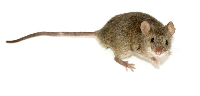 La storia del mouse: dall’idea di Engelbart ai modelli da gaming