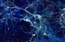 Come funzionano le reti neurali? Spiegazione facile dell’AI
