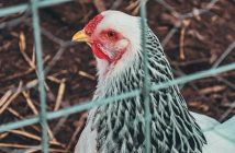 Vantaggi Coop: come sfruttare il prestito sociale e i punti per la spesa