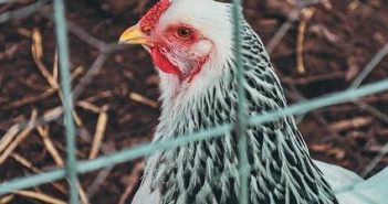 Vantaggi Coop: come sfruttare il prestito sociale e i punti per la spesa