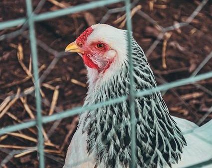 Vantaggi Coop: come sfruttare il prestito sociale e i punti per la spesa